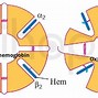 Hemoglobin Thấp Là Gì